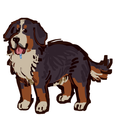 a Bernese mountain dog, drooling slightly.
